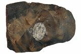 Paleocene Fossil Seed Pod - North Dakota #262294-1